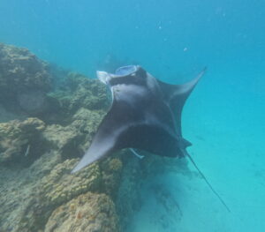 Read more about the article Chapter 155:  Swimming with Ruta!