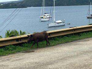 Read more about the article Chapter 164:  The Kingdom of Tonga!