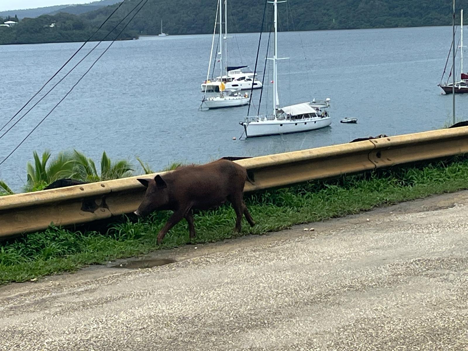 Read more about the article Chapter 164:  The Kingdom of Tonga!