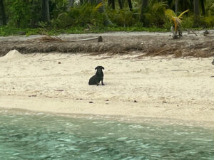 Read more about the article Chapter 162:  Goodbye to Meela and off to Niue!