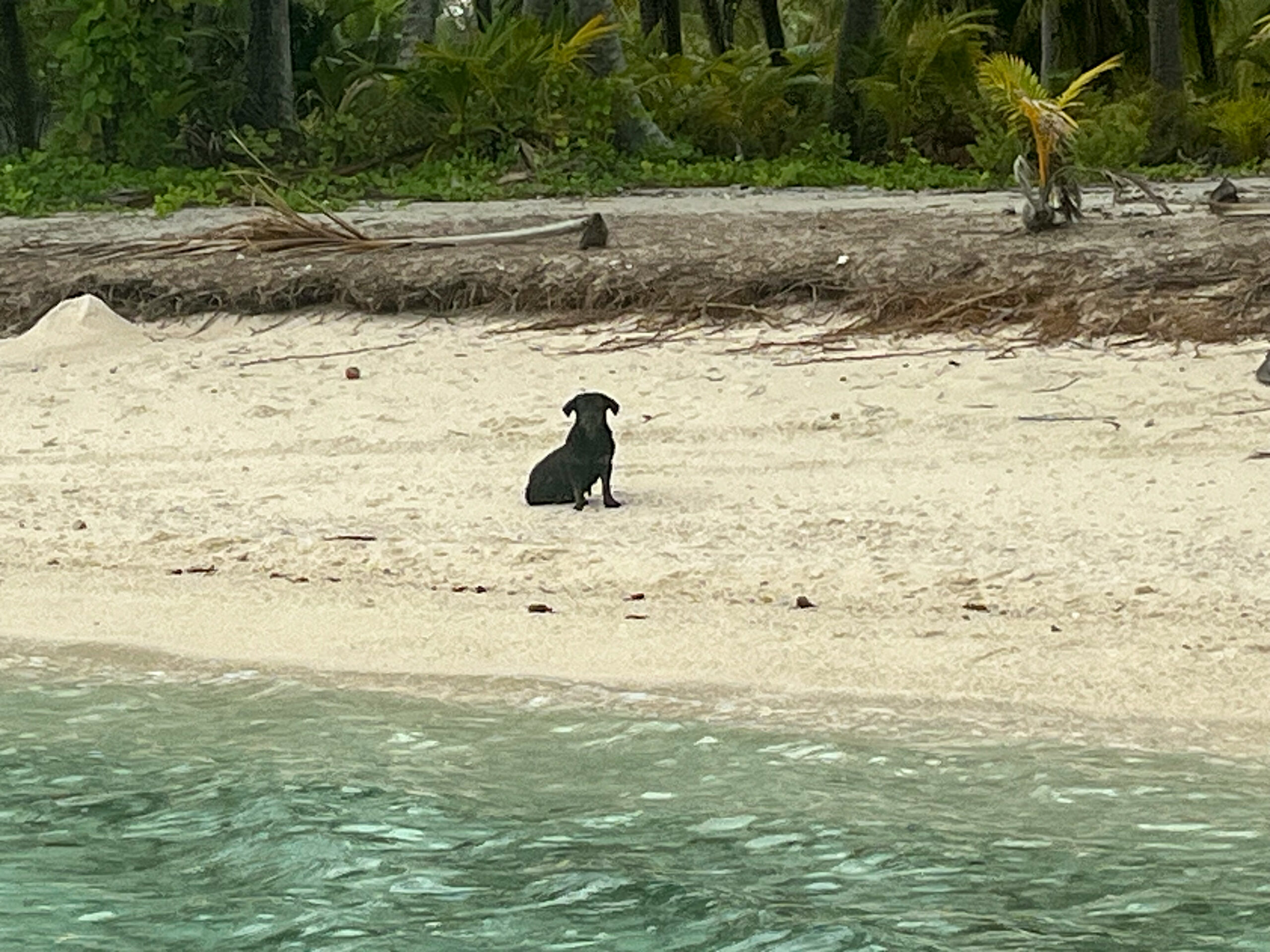 Read more about the article Chapter 162:  Goodbye to Meela and off to Niue!