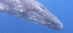 Read more about the article Chapter 166:  The One Where Animals Attack