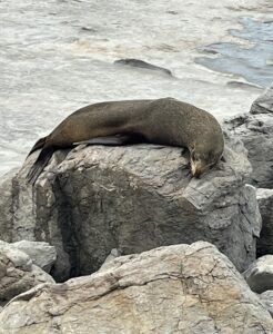 Read more about the article Chapter 180:  Adventures with “Hefty Hazel” Part Two